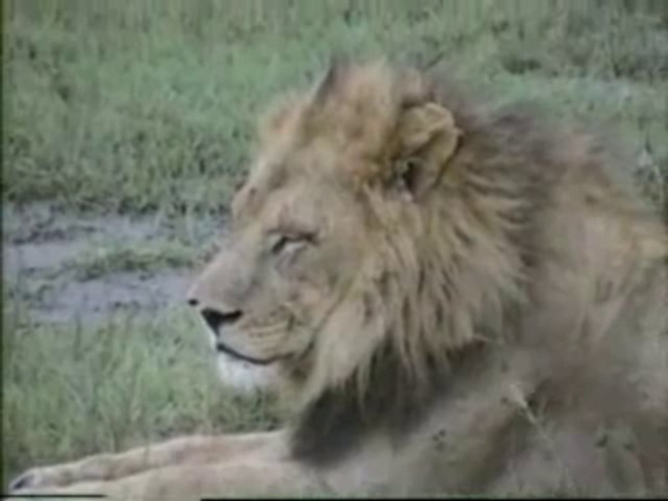 Lazy lions in Botswana