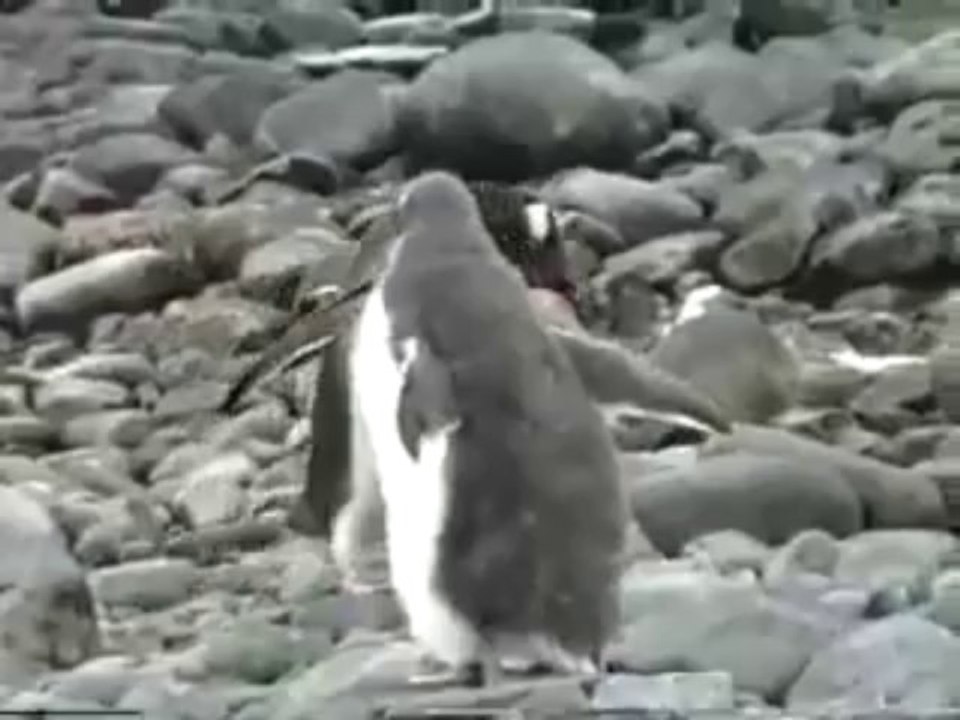 The original happy feet in Antarctica