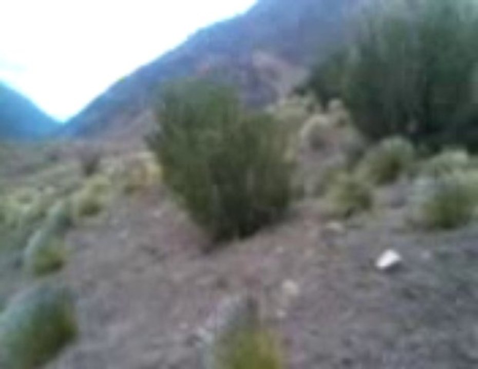 PDVacas 03-01-2013 01