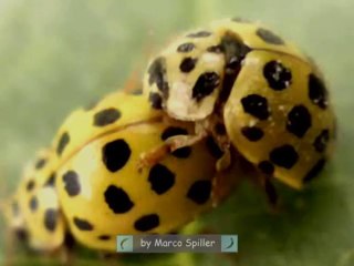 Psyllobora vigintiduopunctata - copulation
