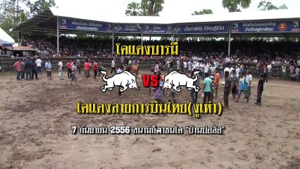 2556090703 สนามบ่อล้อ  โคแดงบารมี  ชนกับ  โคแดงลายการบินไทย(งูเห่า)