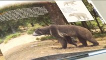 Un yacimiento madrileño revela los huesos de pene de oso más antiguos del planeta