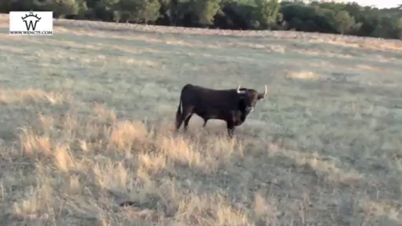 TORO DE SAN ESTEBAN 2013