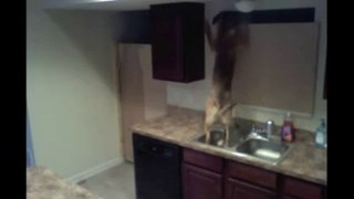 dog escapes from kitchen!