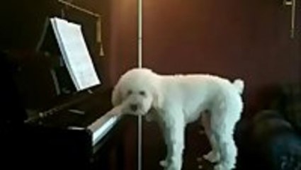 Hidden Cam Catches Dog In The Act