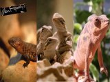 Alen Repashy Super Foods for Leopard gecko| Bearded dragon| Panther chameleon| Dart frog| Crickets
