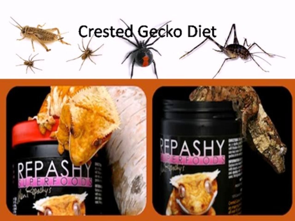 Crested Gecko for Sale & diet| Lilly Exotics
