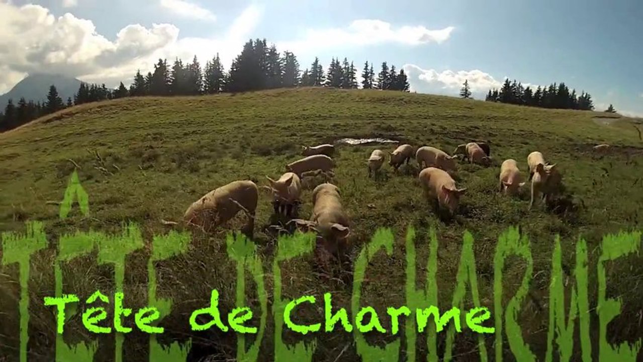 Tête de charme