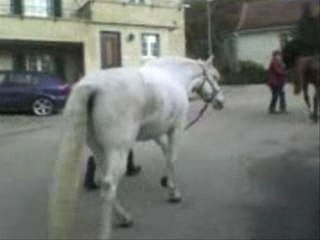 Nino-Quen-Balade: A Charming Journey