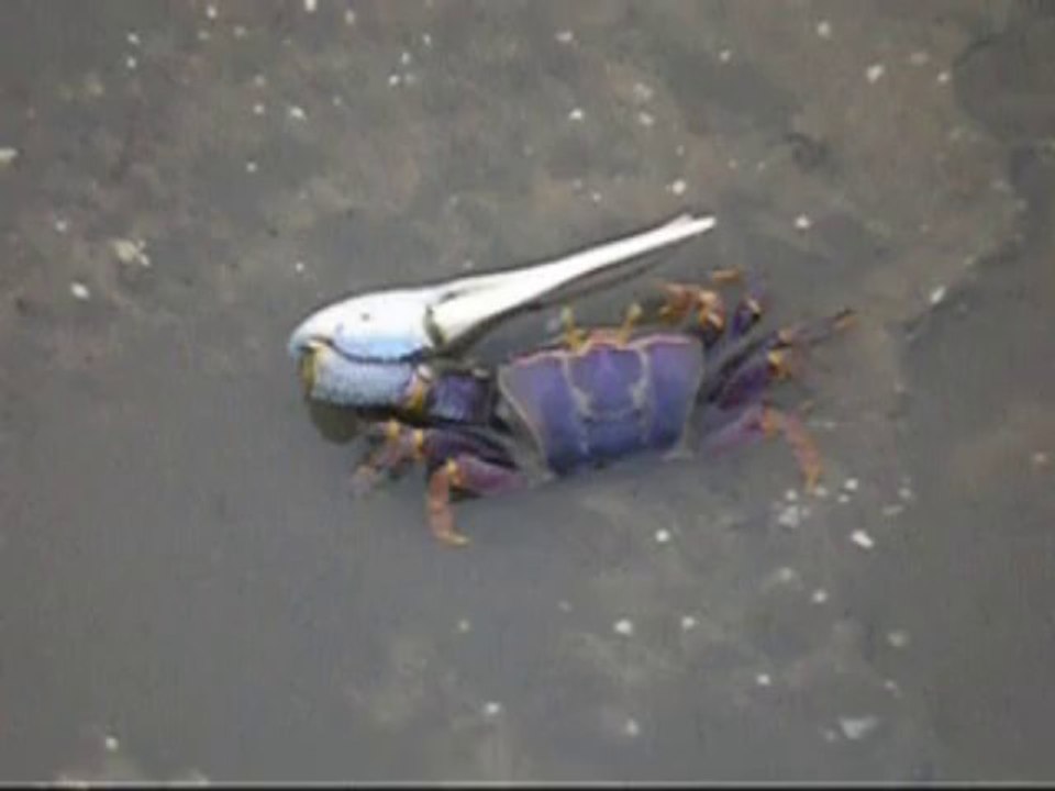 SÉNÉGAL- MBOUDIENE- LAGUNE- PLAGE- CRABES