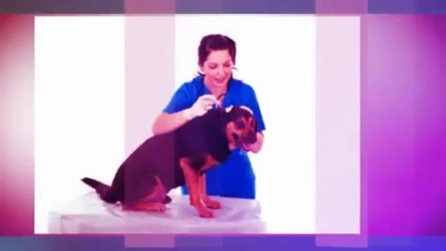 Grammy Pammy and Dogs (954) 607-8046