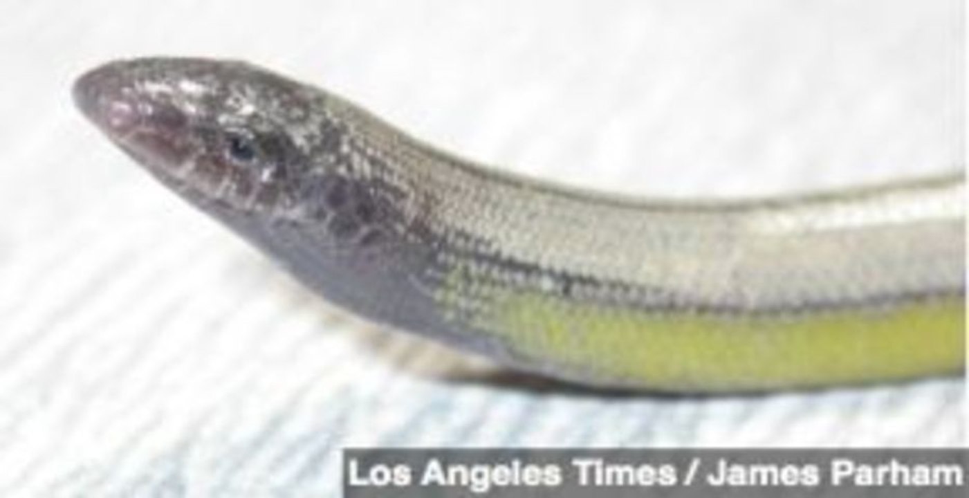 New Species of Legless Lizard Found (No, It's Not a Snake)