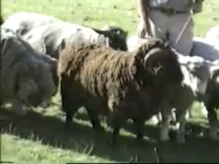 Man's  best friend in New Zealand