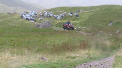 Déplcement d'un troupeau de mouton