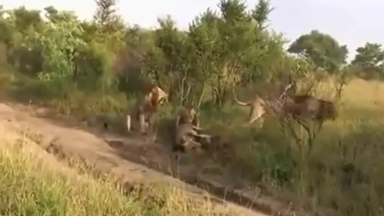 Aslan kavgası   4 erkek aslan 1 aslanı parçaladı