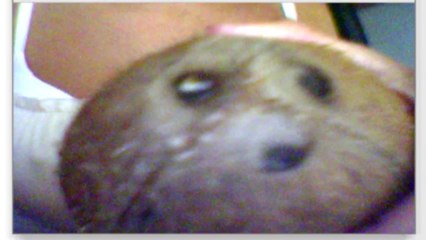 Chatroulette 3 - Susana buscando rabos!!