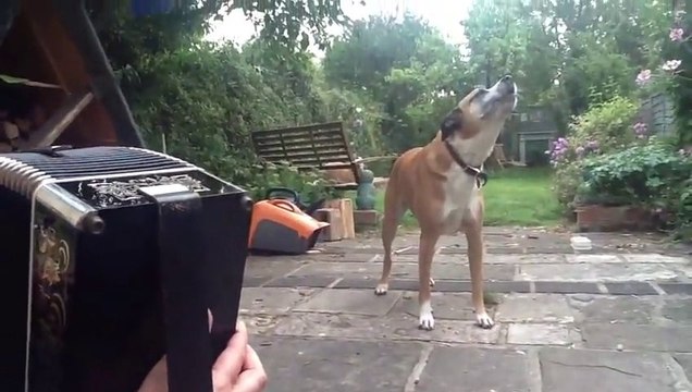 Jessie le chien chante quand son maître joue de l'accordéon. Trop marrant.