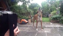 Jessie the dog sings along to accordion! Awesome animal!