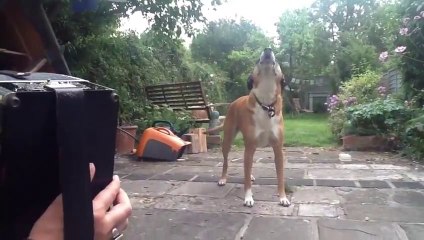 Jessie the dog sings along to accordion! Awesome animal!