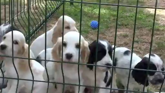 chiots cockers anglais