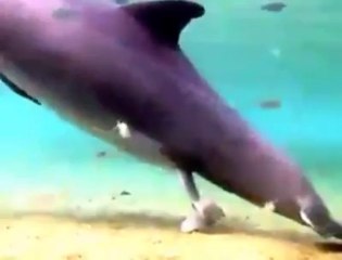 Yunus balığının doğurma anı