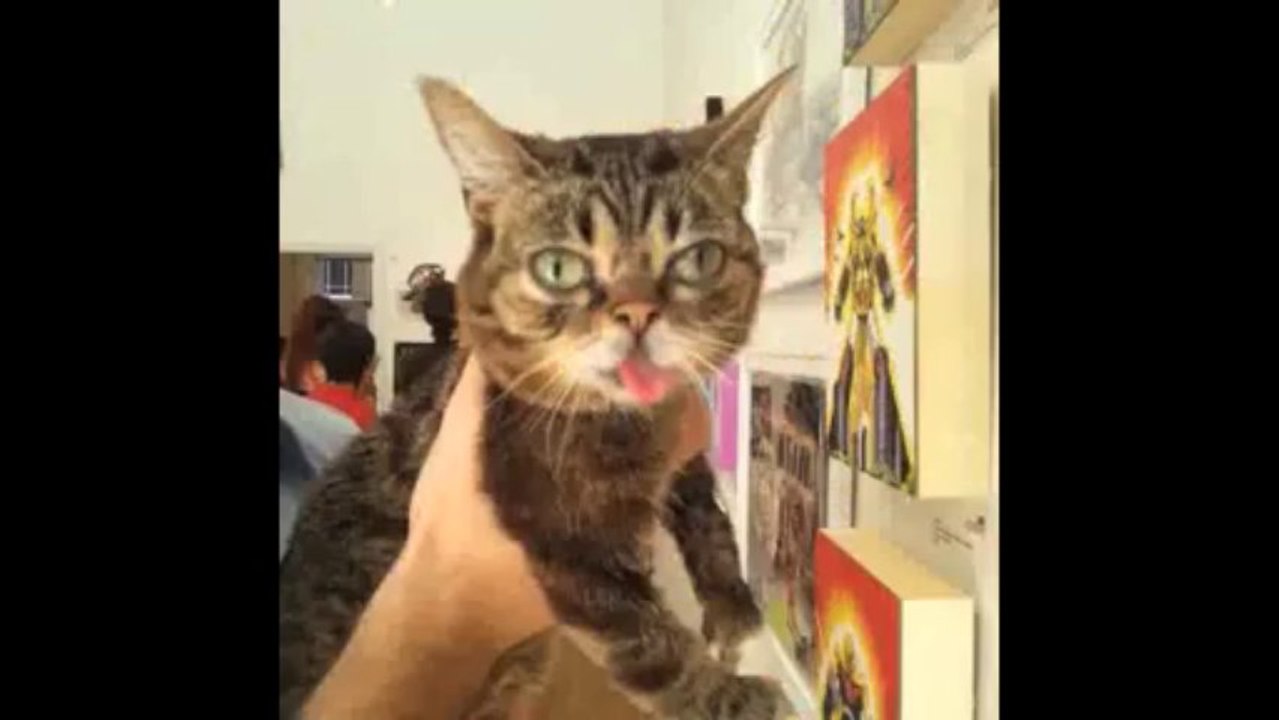 Best of Lil Bub Vines - Compilation of Favorite and Cutest Lil Bub Videos