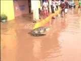 Des crocodiles dans les rues d'Acapulco