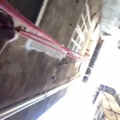 Respect du manœuvre chien billal!