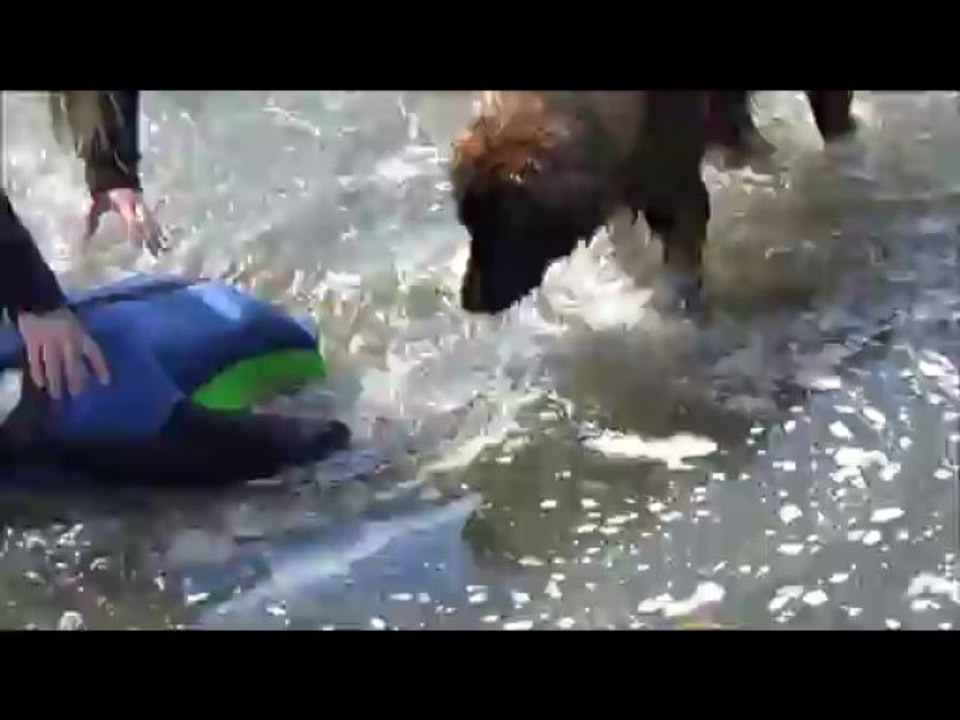Laïka Lions From d'Es au Wet Léo Water Rescue :)
