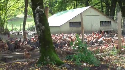 Poules et pintades