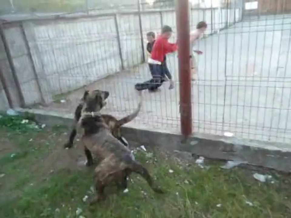 Dogos Canarios CHILD ATTACK training in Moldova, Romania