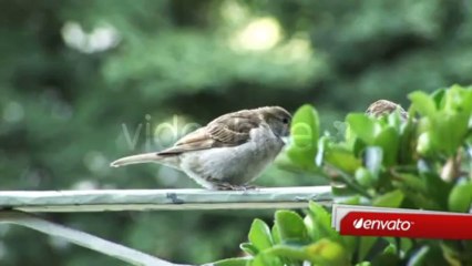 Pages Lower Thirds - After Effects Template