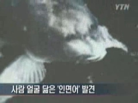 Poissons a tete humaine