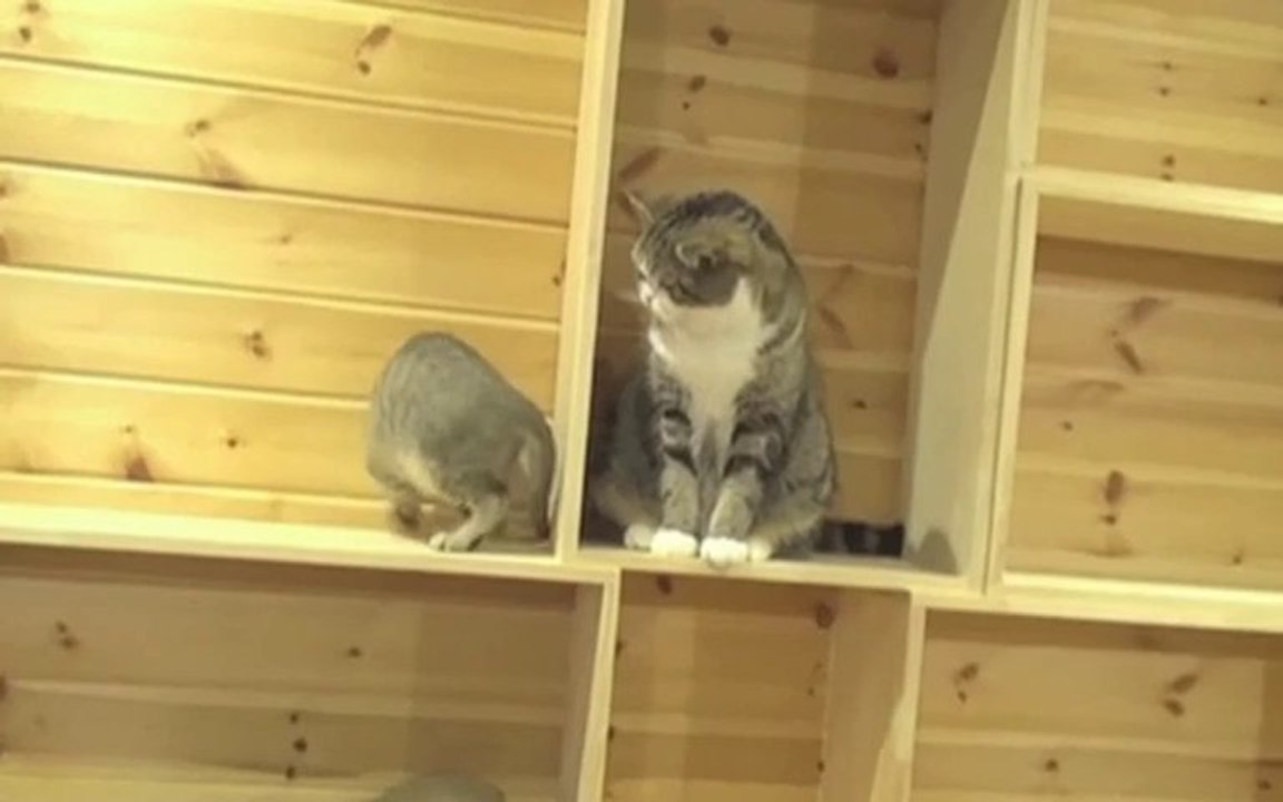 Chat tourne !!