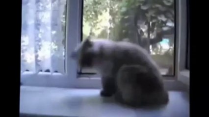 Ölü Takliti Yapan Hayvanlar