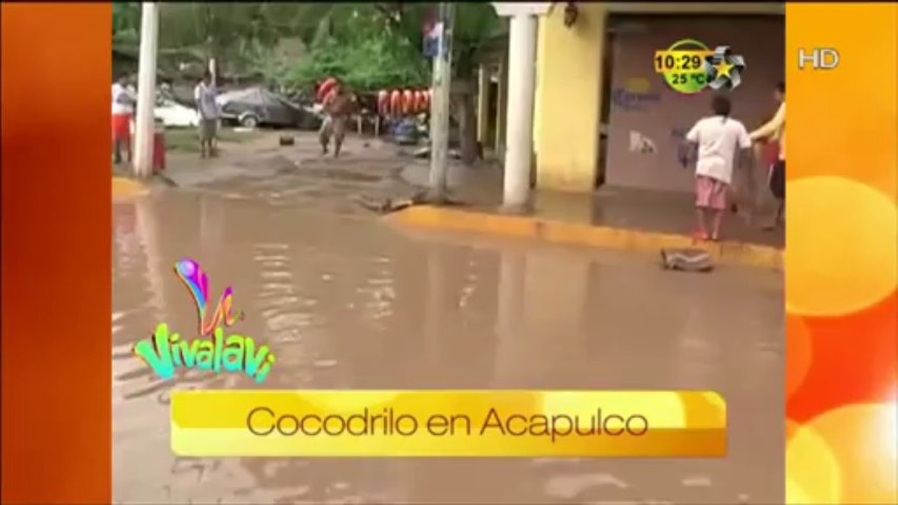 Cocodrilo en acapulco