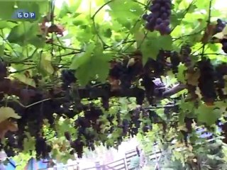 Vesti na rumunskom jeziku,19. septembar 2013.