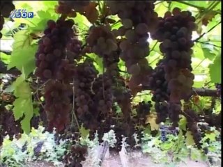 Oko istoka, 19. septembar 2013.