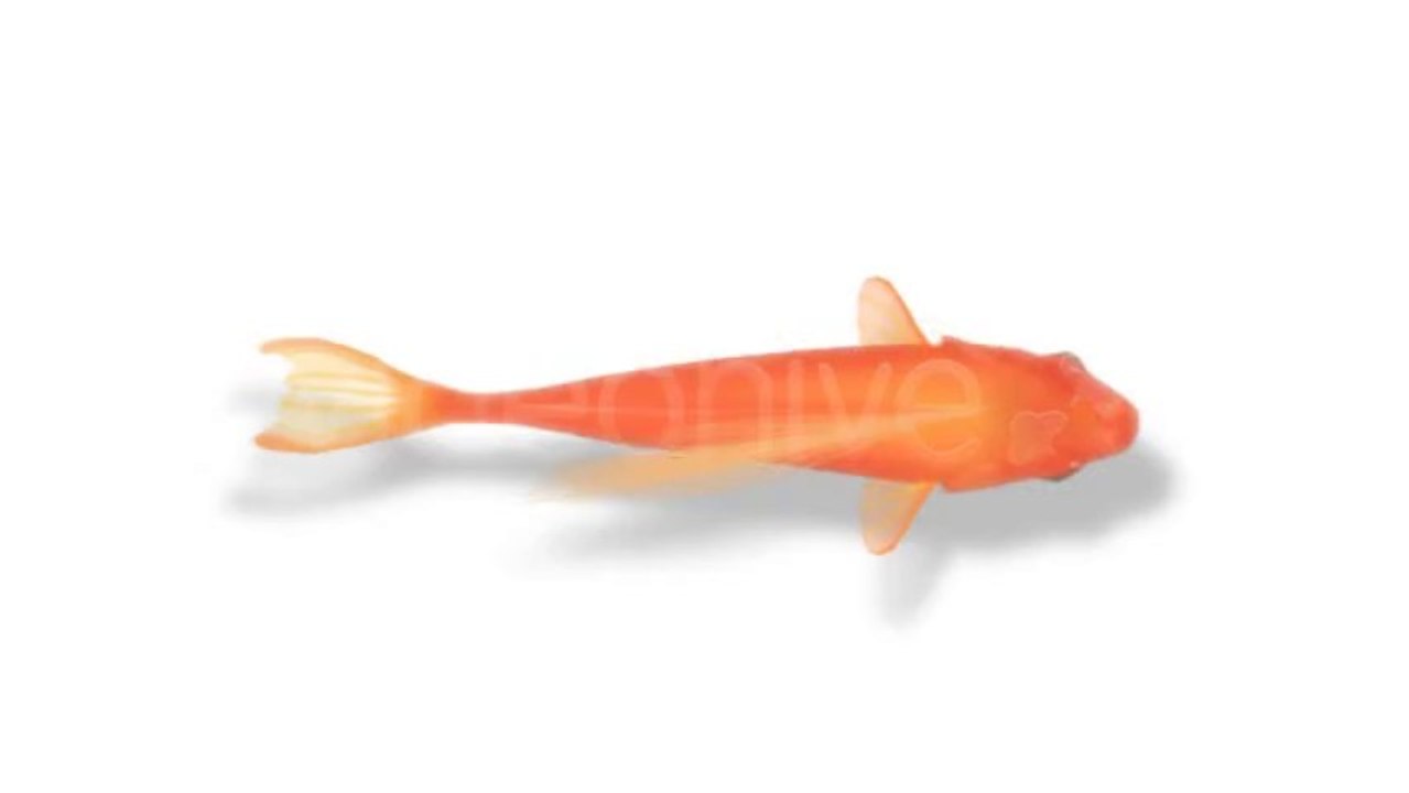 Gold Fish Loop - After Effects Template