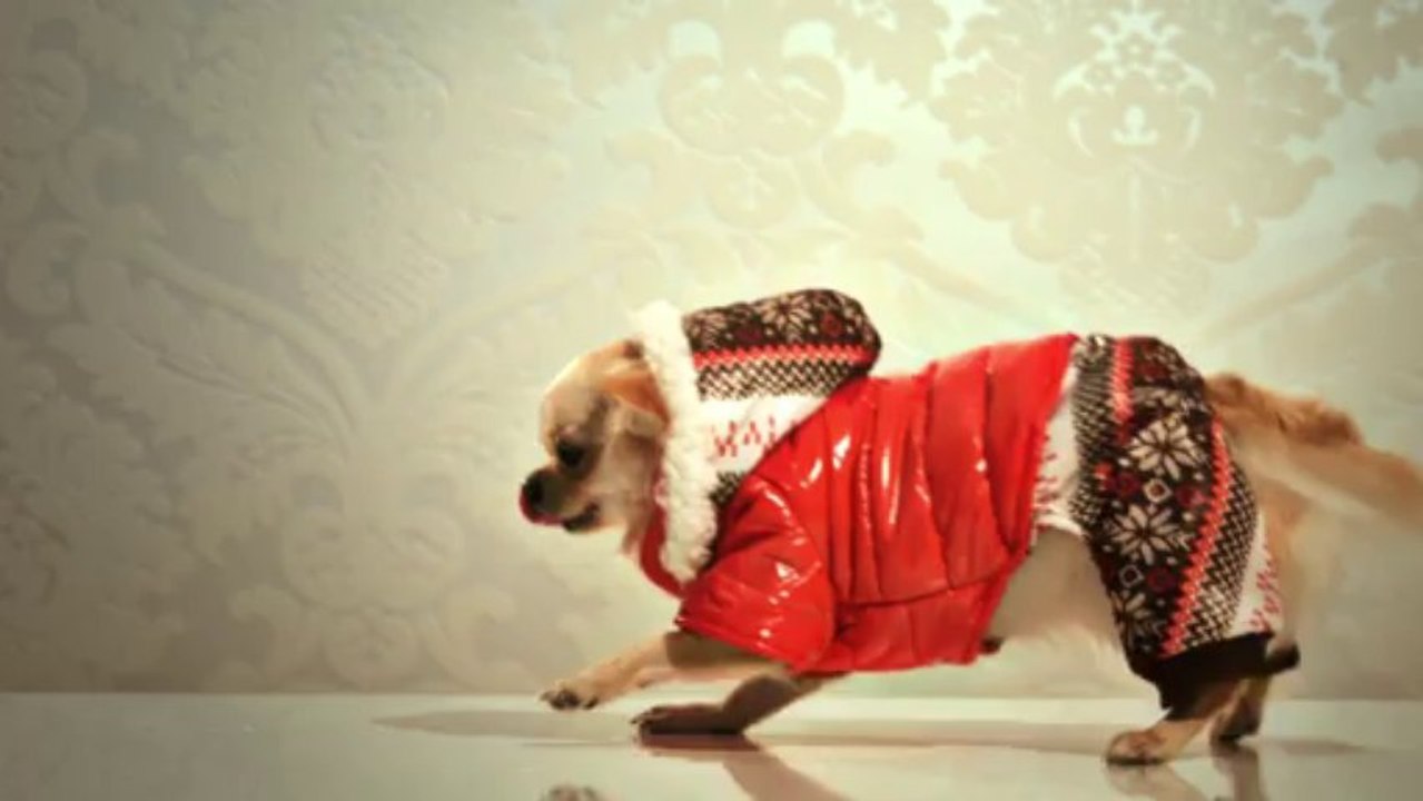 Alta Moda Europa Canina, ropa para perros