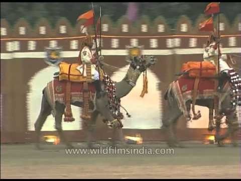 Group of camels performing march past to the tunes of music at BSF Tattoo day