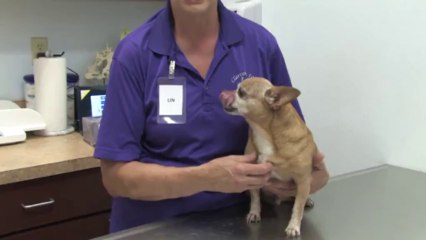 Emergency Pet Hospital Patient Review