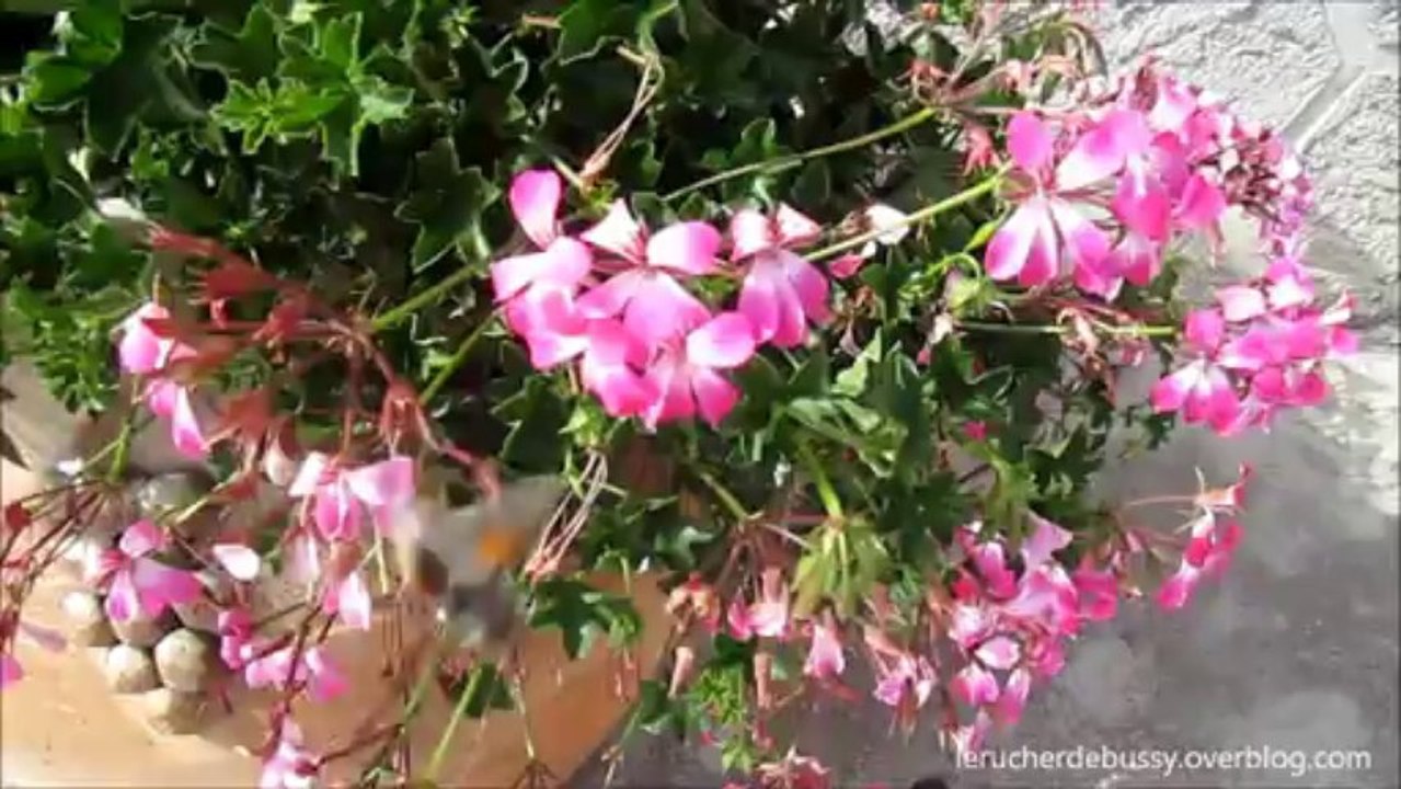 moro-sphinx ou sphinx colibri