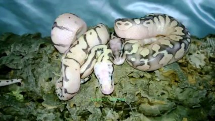 Résultat naissances suite