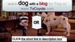Dog With a Blog Season 1 Episode 22 - Stan's Old Owner - Full Episode - HQ -