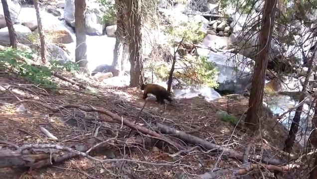 Un randonneur face à face avec un Ours Brun!! Self Contrôle et chance...
