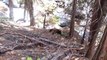Hiker Calmly Tells Brown Bear To Go Around At Kings Canyon Park !! Rae Lakes 2013