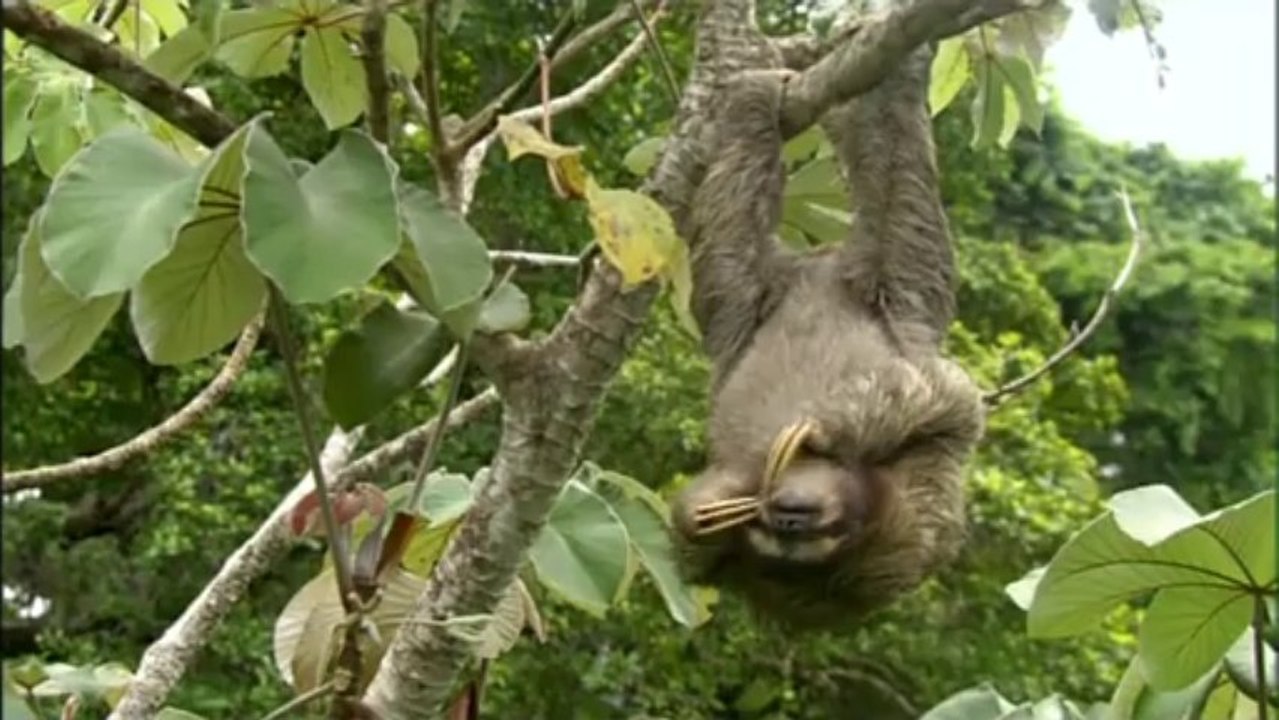 Complicités sauvages
