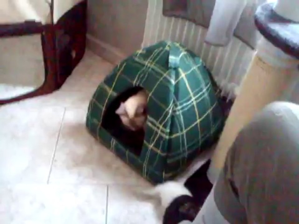 Première sortie de mes chatons