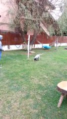 Great aport eğitimi